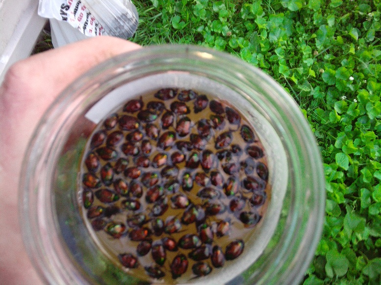 Jar of Beetles