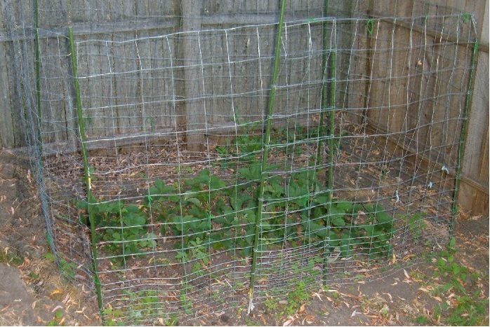 Metal Strawberry Cage