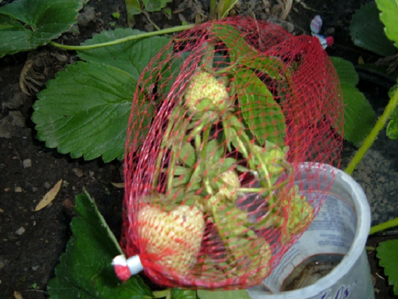 Netted Berries